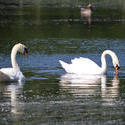 16896   Two white swans on a like