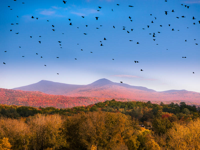<p>Black birds flying above the Autumn Vermont countryside.&nbsp;</p>
