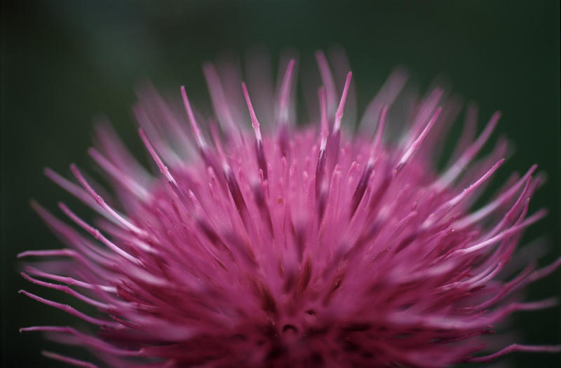 A bright coloured pink thistle flower in closeup