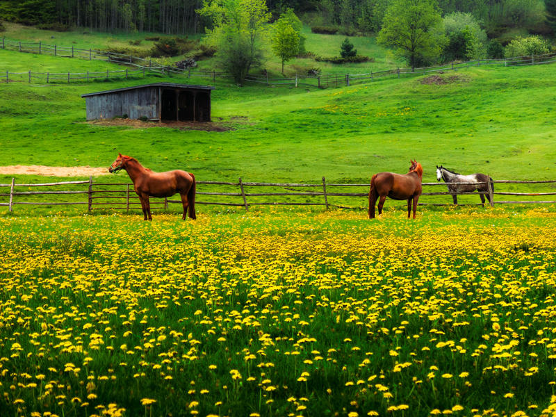 <p>Three horses in the meadow of spring Dandelions.</p>
