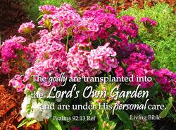 16909   Transplanted in God&#039;s Own Garden