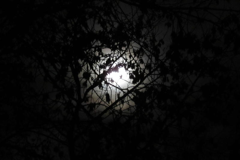Free Stock Photo 13065 tree infront of moon | freeimageslive