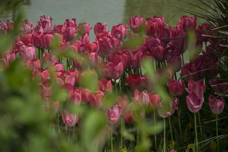 <p>Tulips&nbsp;</p>
