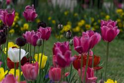 17067   tulips festival