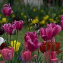 17067   tulips festival