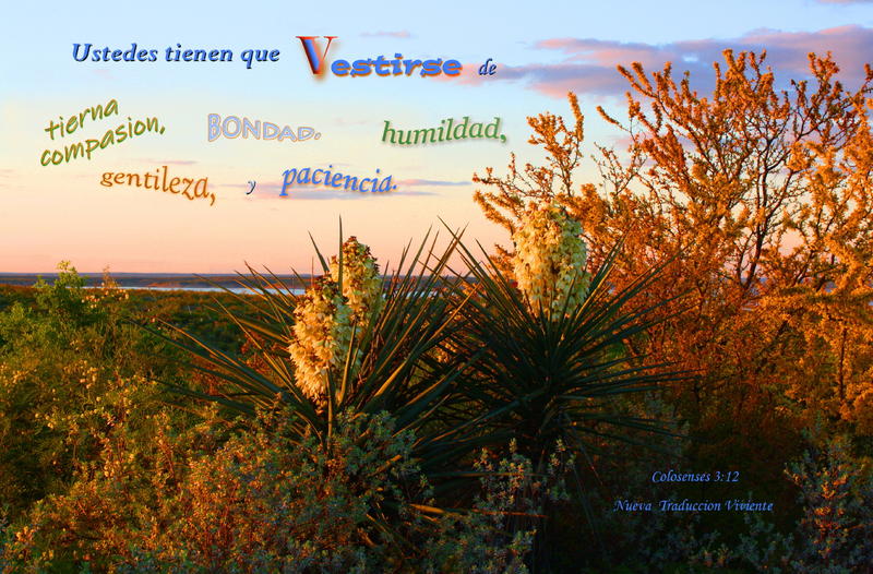 <p>Native vegetation at Lake Amistad, TX, USA</p>
Native vegetation at Lake Amistad, TX, USA