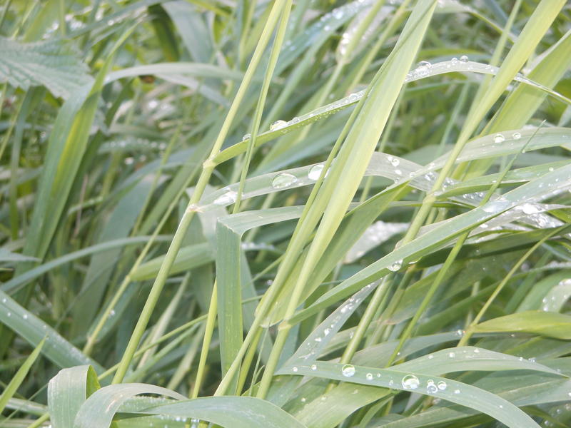 <p>droplets on grasses</p>
