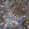 11871   Wet leaves