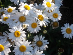 16961   White Daisy In The Sun