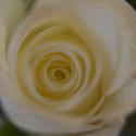 16875   Free white rose photo