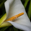 12610   white lily