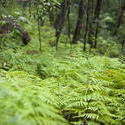 11875   Green fern in forest