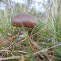 12601   woodland mushroom 1