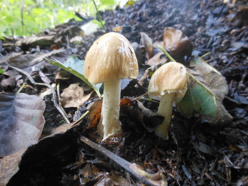 <p>Norfolk UK wild mushrooms found in October</p>
