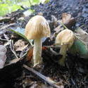 12582   woodland mushroom 5