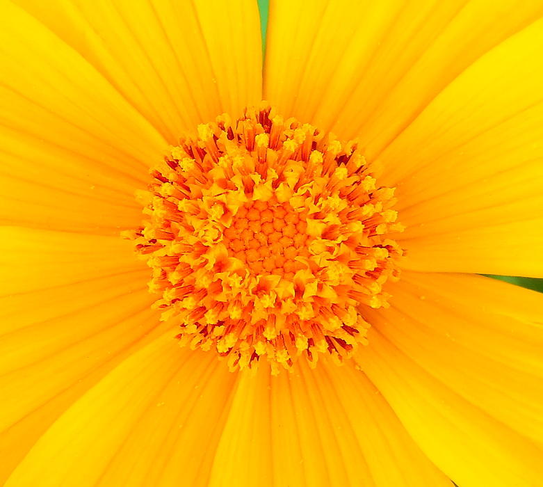 <p>Macro of a yellow flower with bright sun yellow pedals and orange center.</p>

