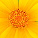 12059   yellow flower close up