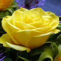 12913   Close up on beautiful yellow rose flower