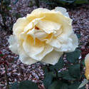 16970   yellow rose rain