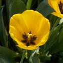16997   yellow tulip