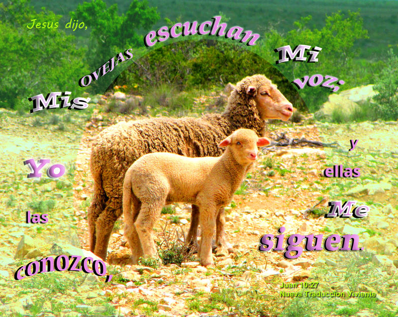 <p>Ewe with lamb on ranchland</p>
Ewe with lamb on ranchland