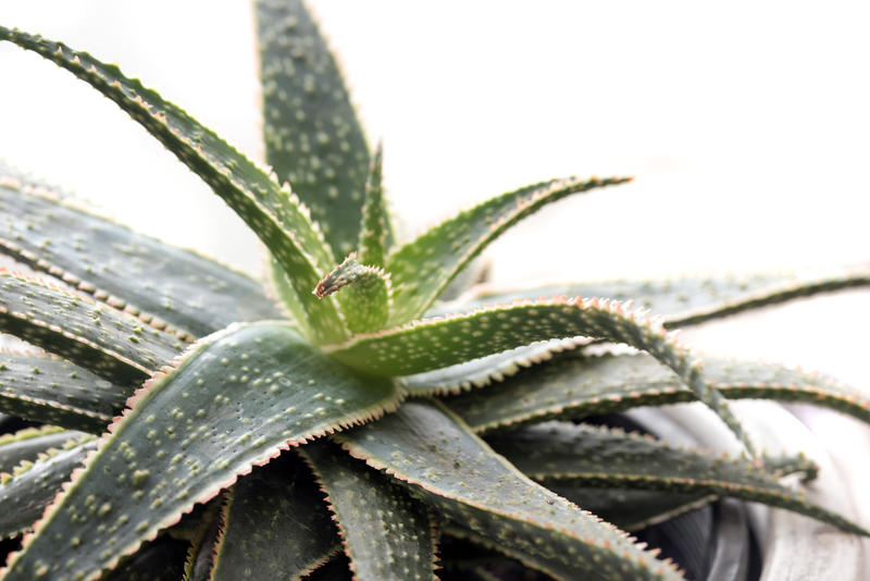 Close up on the patterned leaves of an aloe plant growing in a pot over a white background