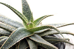 17387   Close up on the patterned leaves of an aloe plant