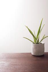 17388   Plant in grey pot on top of wooden table
