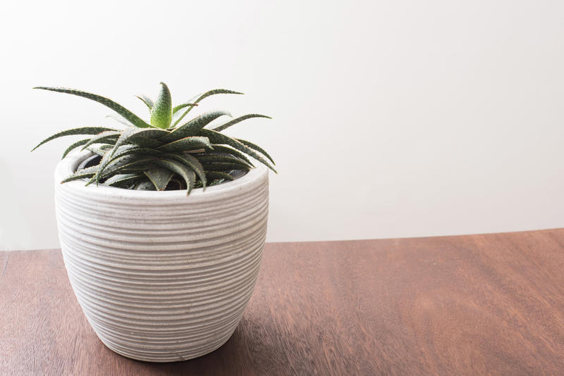 Aloe plant growing in a decorative white textured pot standing on a wooden table indoors with copy space