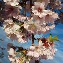 17521   beautiful cherry blossom portrait