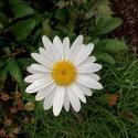 17886   Beautifull white daisy