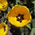 17630   A gorgeous yellow tulip