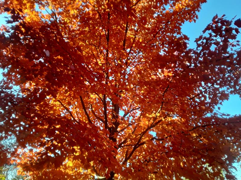 <p>A beautifull autumn day.</p>
A gorgeous autumn day