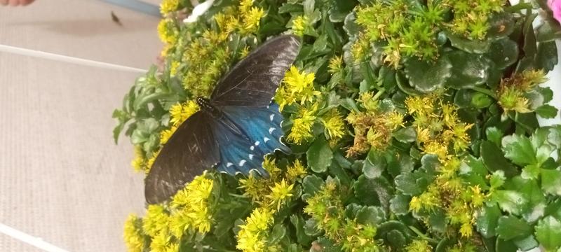 <p>Gorgeous blue butterfly with its wings spead</p>
Gorgeous blue butterfly
