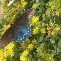 17935   Blue Butterfly