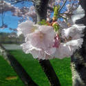 17520   cherry blossom tree