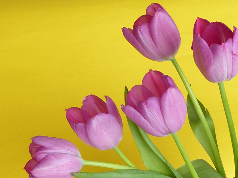 Five fresh pink tulips in close-up against plain yellow background with copy space in the corner