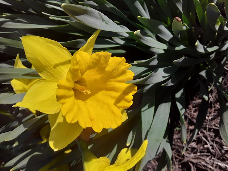 <p>A beautifull yellow daffodil in full bloom</p>
A gorgeous yellow daffodil 