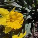 17625   Yellow Daffodil