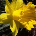 17626   Beautifull blooming daffodils