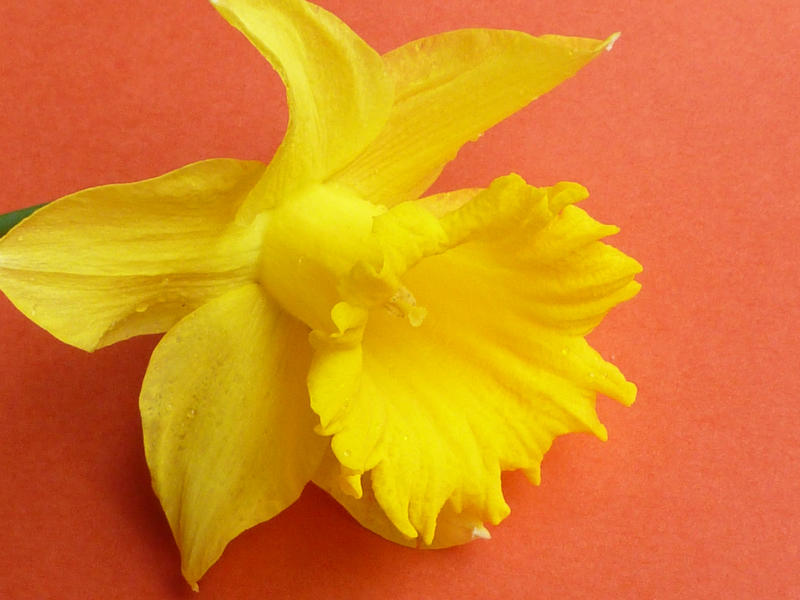 Single bright yellow daffodil on textured red background in a close up view on the corona conceptual of spring and Easter