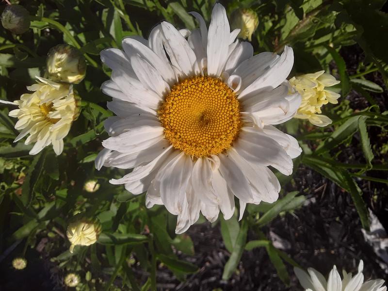 <p>Beautifull white daisy</p>
A beautifull white daisy