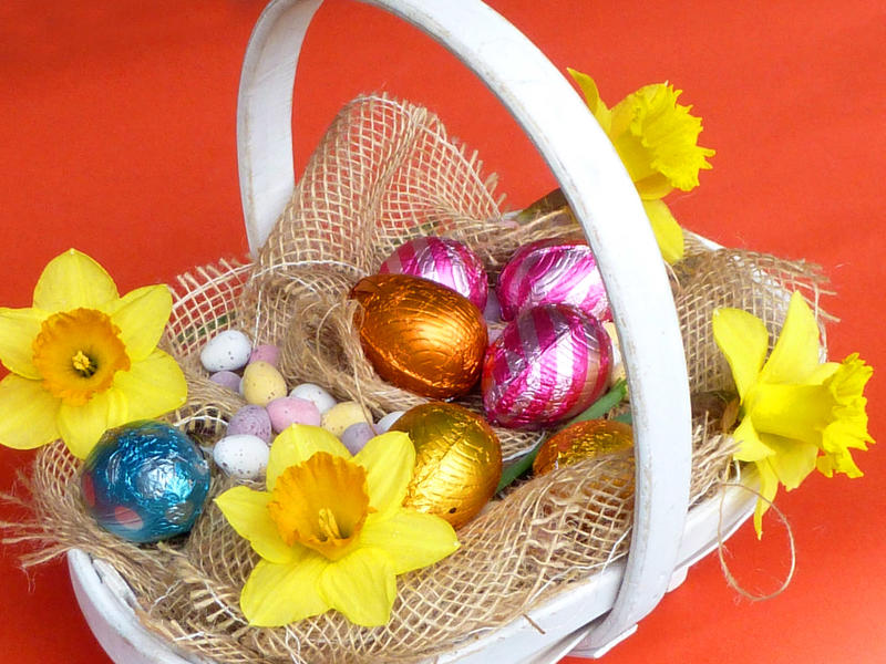 Small white basket filled with chocolate Easter eggs in colorful foil and colored quail eggs and fresh yellow spring narcissus flowers, viewed from high angle on red background
