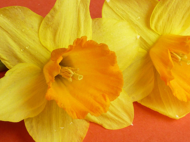 Close up on a yellow daffodil with orange corona lying on a matching orange background for Easter or spring themed concepts