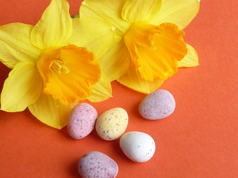 Sugar-coated mini quail Easter eggs with a colorful yellow spring daffodil lying on a bright orange background
