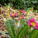 17348   Pretty yellow and red primulas growing in woodland