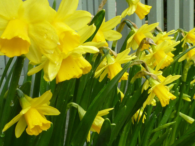 Close up on a cluster of colorful yellow Spring daffodils growing in a planter outdoors in a garden conceptual of the seasons
