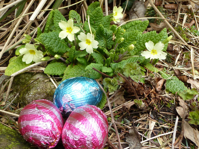Three colorful foil chocolate Easter eggs lying in woodland alongside a yellow primrose plant ready for the kids Egg Hunt to celebrate the holiday