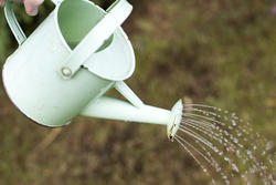 17836   Person using a vintage watering can in a garden