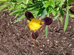 17533   A beautifull yellow iris